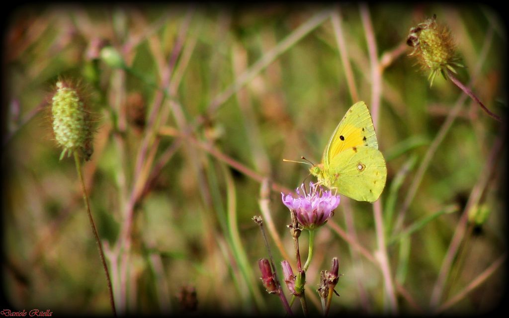 Farfalla di quale specie? Sesso? Maschio di Colias crocea